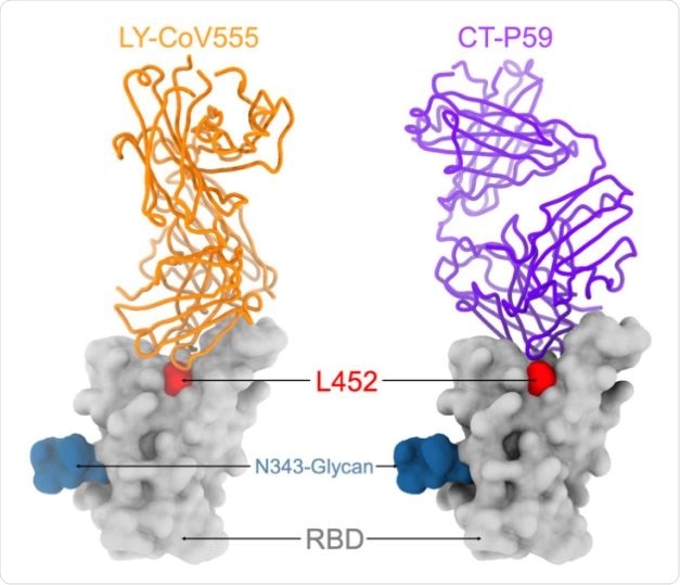 Surface representation of the SARS-CoV-2 RBD (grey) bound to the bamlanivimab (LY-CoV555, orange, PDB 7CM4) and regdanvimab (CT-P59, purple, PDB 7KMG) Fab fragments shown as ribbons. The L452 side chain is show as red spheres to indicate its central location within the epitopes of these two mAbs. The N343 glycan is rendered as blue spheres.