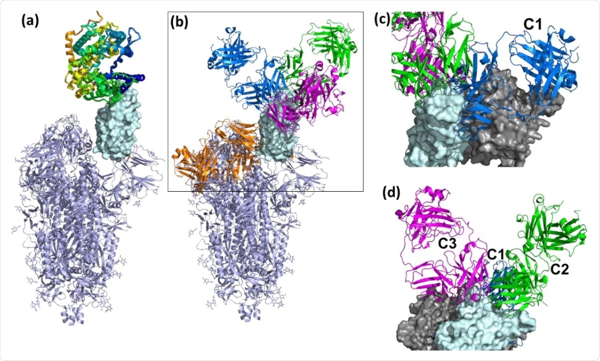 Overall view of ACE2 and NAbs binding to SARS-CoV-2 S protein. (a) Ribbon diagram of the SARS-CoV-2 S protein, with one RBD in the up conformation (cyan surface) interacting with ACE2. (b) General location of NAb binding epitopes, where an example C1 NAb is colored blue, C2 green, C3 magenta and C4 orange. The figure highlights that extensive conformational changes are required before C4 NAbs can bind to S. (c) View of two RBDs from an S trimer (cyan and grey surfaces) in the down conformation, to show that C1 NAbs cannot bind to their epitope while the RBD is in the down conformation, due to steric hinderance. (d) Alternative view of adjacent down RBDs in the S trimer showing C2 and C3 NAb epitopes are accessible while RBD is in the down conformation and that some NAbs can bind across an RBD-RBD trimer interface and interfere with RBD opening to bind ACE2.