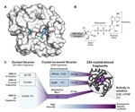 Numerous agents with anti-SARS-CoV-2 potential discovered with crystallographic screening