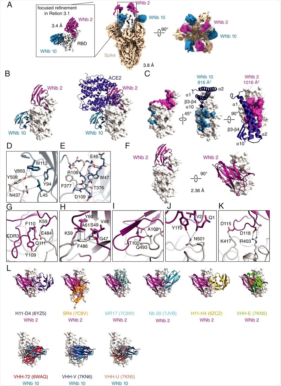 Cryo-EM structure of WNb 2–WNb 10–spike complex and crystal structure of WNb2-RBD complex. (A) Cryo-EM maps for spike bound to WNb 2 and WNb 10. (Middle and Right) Overall map for spike ectodomain with the best resolved densities for six bound WNbs (three of WNb 2 and three of WNb 10) showing all RBDs in the “up” conformation. (Left) The map of an individual RBD bound to WNb 2 and WNb 10 following focused 3D classification in Relion 3.1. (B) Cryo-EM structure of WNb 2 and WNb 10 bound to the RBD (Left) and with human ACE2 superimposed (Right). (C) The WNb 2 and WNb 10 binding footprint on SARS-CoV-2 RBD are highlighted as magenta and teal, respectively. The overlay of human ACE2 helices is shown in dark blue. (D and E) Interacting residues between WNb 10 and the RBD. (F) Crystal structure of WNb 2-RBD complex. (G–K) Interacting residues between WNb 2 and the RBD identified from the crystal structure. (L) Overlay of existing nanobody structures with WNb 2 and WNb 10. The codes in the brackets refer to the PDB identification codes.