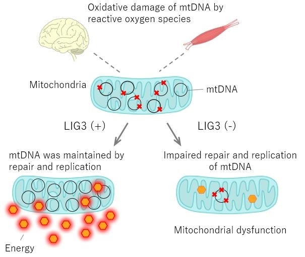 Japanese–European scientists detect novel genetic mitochondrial disorder