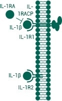 IL-1 Cytokine Primes Innate Immunity