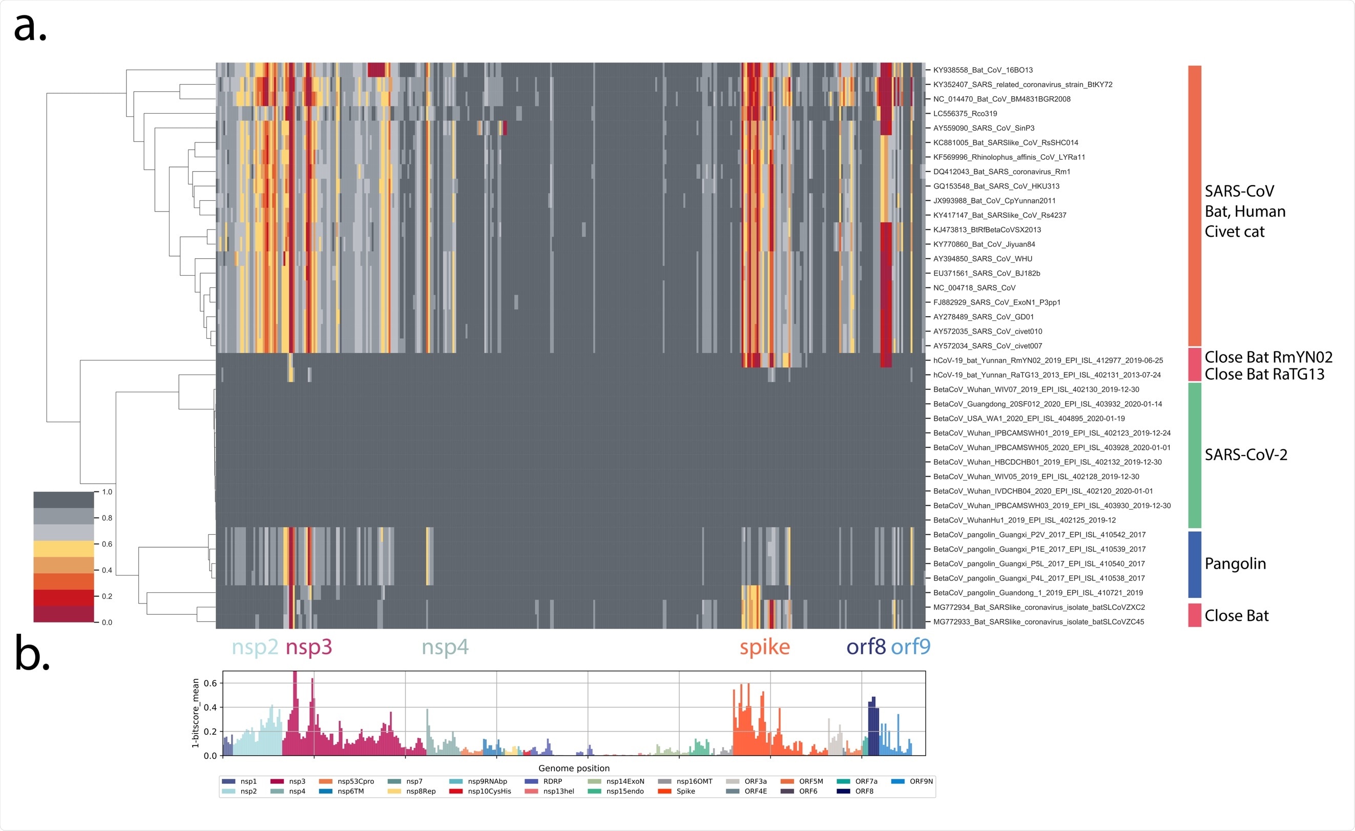 Proteome differences in SARS-CoV-2 vs close Bat, Human and Civet cat Sarbecoviruses. All forward open reading frames from the 35 early lineage B SARS-CoV-2 genomes were translated, and processed into 44 aa peptides (with 22 aa overlap), clustered at 0.65 identity using Uclust (11), aligned with MAAFT (12) and converted into pHMMs using HMMER-3 (10). The presence of these domains was sought in a set of Sarbecovirus genomes plus the SARS-CoV-2 genomes and genomes were then clustered using hierarchical clustering based on the normalized domain bit-scores (e.g. the similarity of the identified query domain to the reference lineage B SARS-CoV-2 domain). Each row represents a genome, each column represents a domain. Domains are displayed in their order across the SARS-CoV-2 genome, Red = low normalized domain bit-score (lower similarity to lineage B SARS-CoV-2) = distant from SARS-CoV-2, Darkest grey = normalized domain bit-score = 1 = highly similar to lineage B SARS-CoV-2. Groups of coronaviruses were indicated to the right of the figure. (A) Domain differences across the Sarbecovirus subgenus. (B) For each domain the mean bit-score was calculated across the entire set of Sarbecovirus genomes and the value 1-mean bit-score was plotted for each domain. Domains are coloured by the proteins from which they were derived with the colour code indicated below the figure.