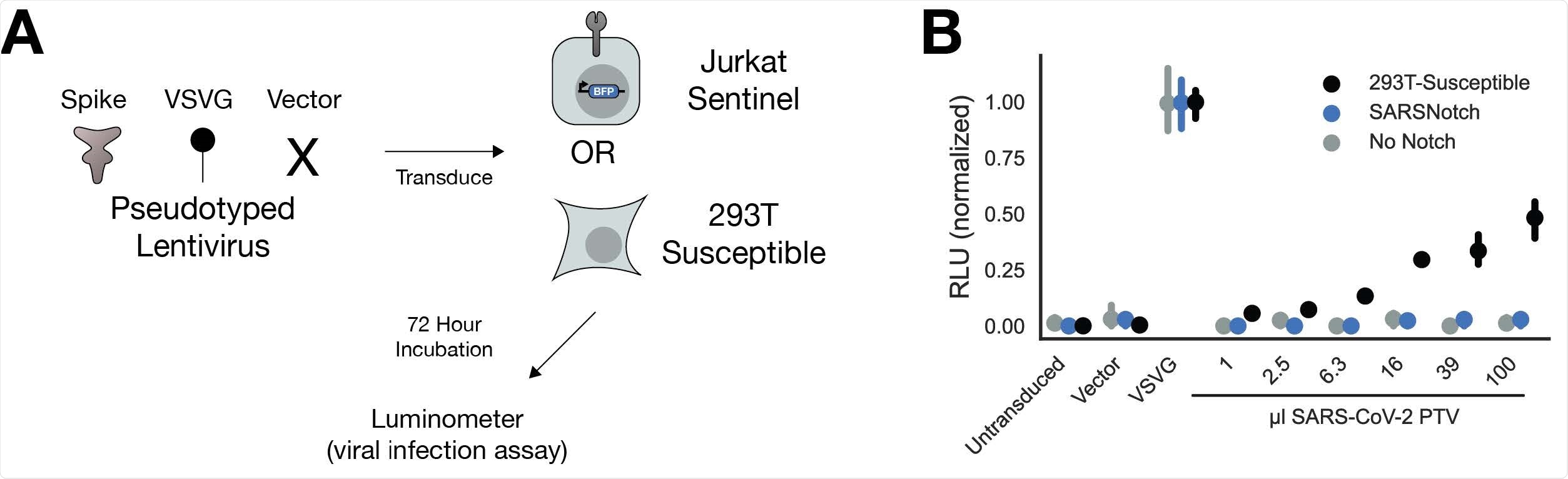 SARSNotch does not increase susceptibility to viral infection. A) Experimental schematic, showing that 3 different Luciferase-encoding pseudotyped virus variants were applied to either Jurkat sentinel cells or ACE2 and TMPRSS2- expressing HEK293T cells (293T-Susceptible), which were then assessed for SARSNotch activation and luciferase expression. B) Luciferase activity, normalized within each cell line to the maximum fluorescence from the VSVG infection, as a function of which pseudovirus was applied. Data points and error bars represent mean and 95% confidence interval of 3 biological replicates.