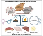 Metabolic dysfunction found in mouse models of neurodevelopmental disorders