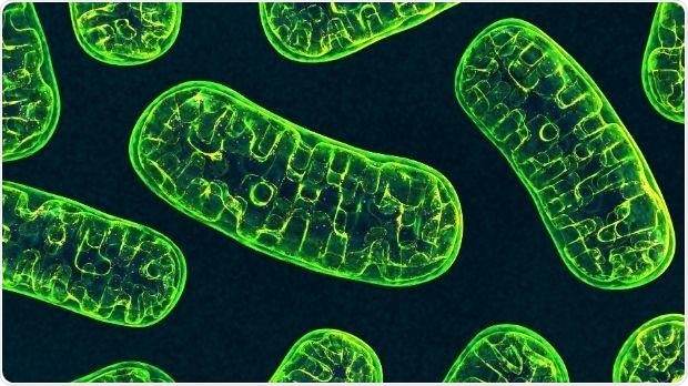 Mitochondrial DNA mutations can reduce death risk in people with bowel cancer