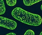 Mitochondrial DNA mutations can reduce death risk in people with bowel cancer