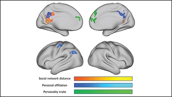 New research unravels how the brain encodes social network structure