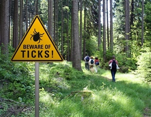 Study observes increase in Lyme disease-causing ticks across California’s woodlands and beaches