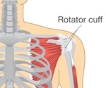 What is the Rotator Cuff?