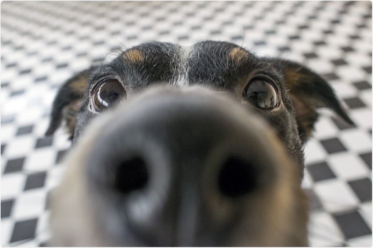 Can sniffer dogs be trained to detect SARS-CoV-2 infection?