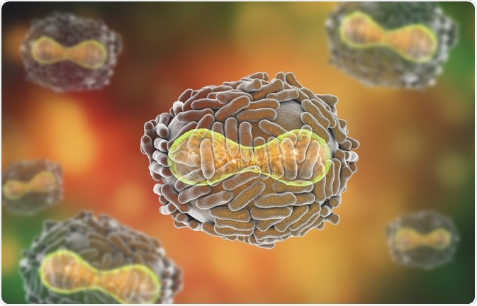 pox virus structure