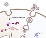 Protein-RNA interactions in SARS-CoV-2-infected cells reveal key regulators of infection