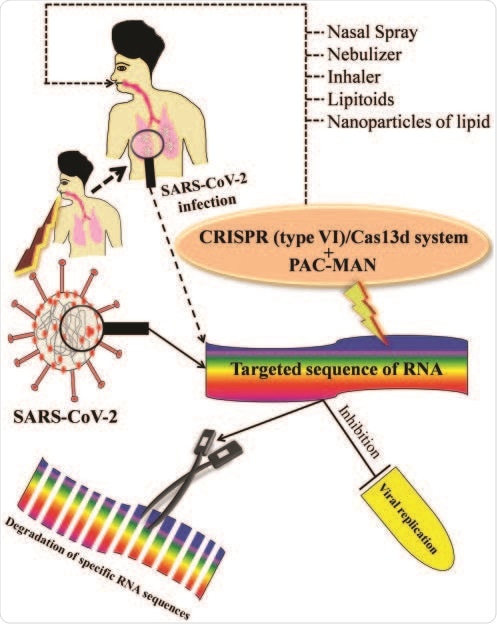 Mecanismo hipotético del objetivo de la manipulación del gen a combate contra la infección mortal de SARS-CoV-2-mediated. El diagrama esquemático representa el mecanismo posible de la manipulación del gen por CRISPR/Cas13d y PAC-MAN vía la degradación de la serie específica del objetivo de SARS-CoV-2 para inhibir la réplica viral para proteger la salud humana.