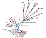 Identifying and Studying COVID-19 Spike Protein Mutations on B.1.617