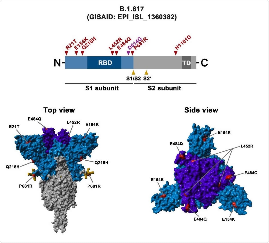 Schematic overview of the S protein from SARS-CoV-2 variant B.1.617 The location of the mutations in the context of the B.1.617 S protein domain organization is shown in the upper panel. RBD, receptor-binding domain; TD, transmembrane domain. The location of the mutations in the context of the trimeric S protein is shown in the lower panels. Color code: light blue, S1 subunit with RBD in dark blue; gray, S2 subunit; orange, S1/S2 and S2’ cleavage sites; red, mutated amino acid residues.