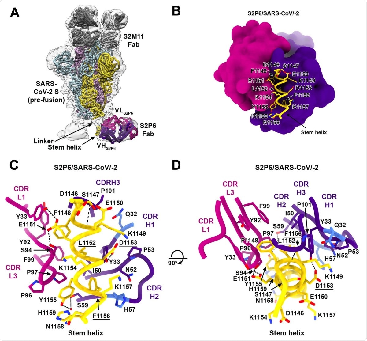 Structural basis for the broad S2P6 cross-reactivity with a conserved coronavirus. stem helix peptide. (A) Composite model of the S2P6-bound SARS-CoV-2 S cryoEM structure and of the S2P6-bound stem helix peptide crystal structure docked in the cryoEM map (transparent gray surface). SARS-CoV-2 S protomers are colored pink, cyan and gold, the S2P6 Fab heavy and light chains are colored purple and magenta and the S2M11 Fab heavy and light chains are colored dark and light gray, respectively. (B) Ribbon diagram of the S2P6 Fab (surface rendering) in complex with the SARS-CoV-2 S stem helix peptide (yellow ribbon with side chains rendered as sticks and labeled). (C-D) Ribbon diagram in two orthogonal orientations of the S2P6 Fab bound to the SARS-CoV-2 S stem helix peptide showing a conserved network of interactions. Only key interface residues and the S2P6 CDR loops are shown for clarity. Residues Q32 and H57, that are mutated during affinity maturation of the S2P6 heavy chain, are colored blue. Hydrogen bonds are indicated with dashed lines. Residues substituted in the escape mutants isolated are underlined.