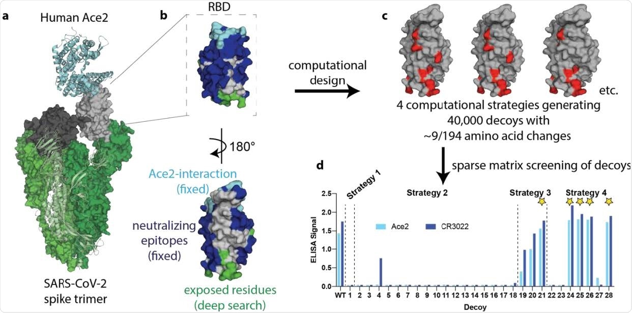Overview of SPEEDesign pipeline used to create RBD immunogens. a, The SARS-CoV-2 spike trimer (green) binds human Ace2 (cyan) to mediate viral entry. This interaction is mediated by the “up” conformation of the RBD (grey), which can also exist in a down conformation (black). b, The RBD design process retained the Ace2-interaction surface (cyan) and all known SARS neutralizing epitopes (blue). Residues exposed upon isolation of the RBD (green) were heavily designed while all other residues (grey) were designed more conservatively. c, Four computational strategies were used to create 40,000 decoys, each of which has an average of nine amino acid changes (red). d, 28 sequences sampling the top scoring decoys were screened in vitro, identifying 5 lead immunogen candidates (stars).