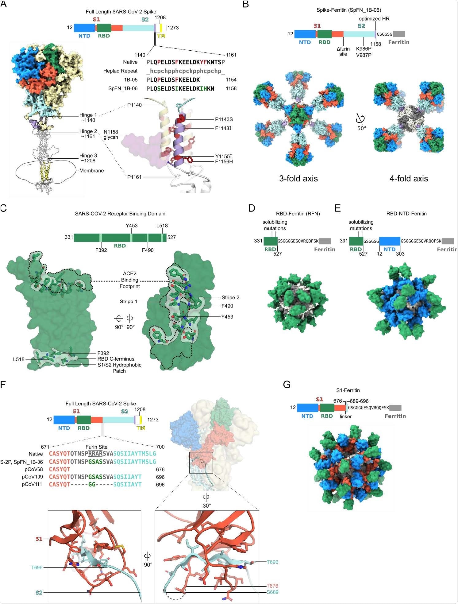 Structure-based design of SARS-CoV-2 S-based ferritin nanoparticle immunogens