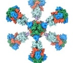 A SARS-CoV-2 ferritin nanoparticle vaccine elicits broad immunity
