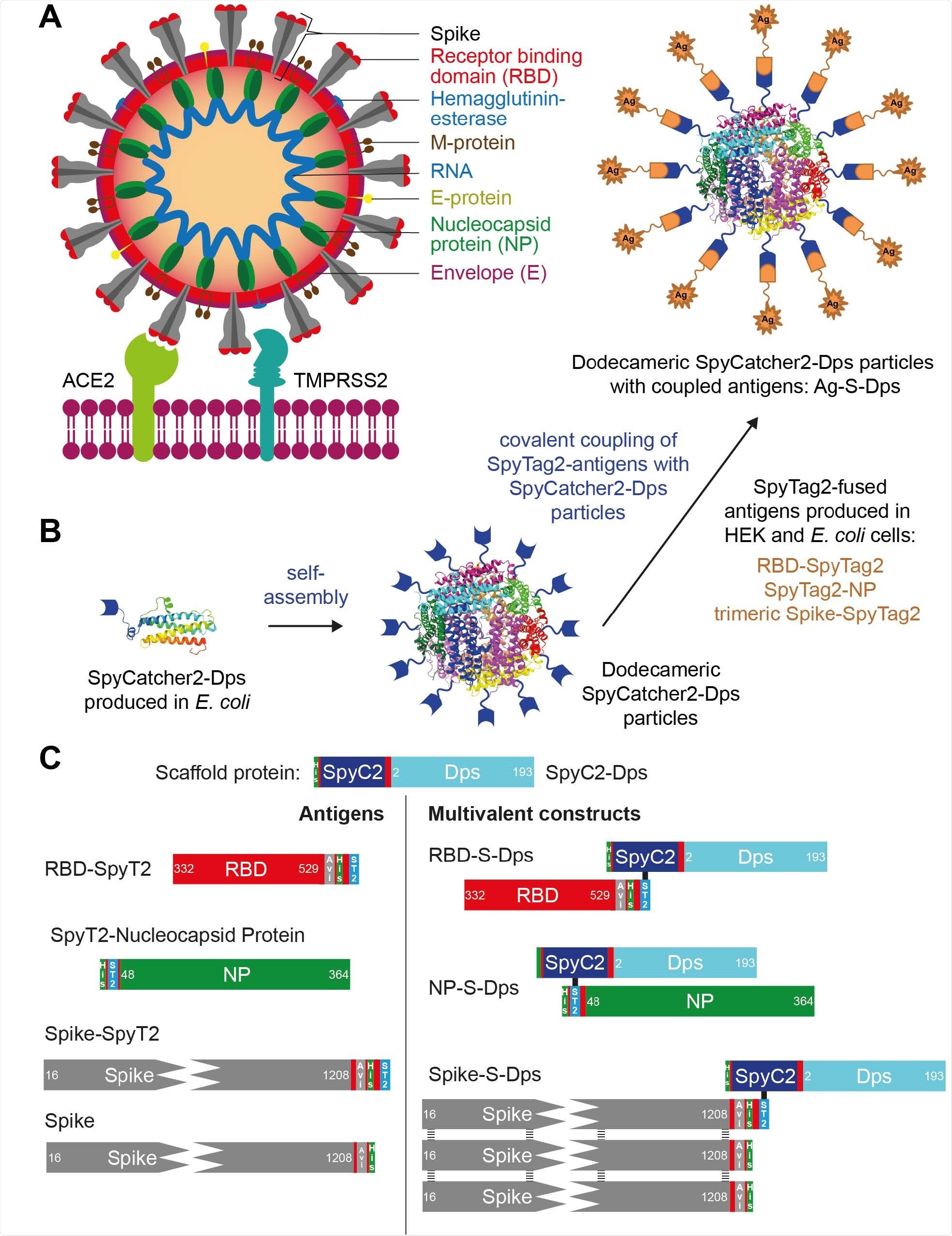 Overview of the multimerisation strategy employed and the antigens and scaffold used. A) Cartoon representation of SARS-CoV-2 binding to a human cell membrane. B) Schematic diagram of the Sulfolobus islandicus Dps and SpyCatcher2-based display and multimerisation strategy employed in this study. C) Diagram of the proteins used in this work. SpyC2 is the SpyCatcher2 domain and SpyT2 is the peptidic SpyTag2 that becomes covalently linked to SpyC2 upon simple mixing. Stabilised, trimeric Spike/Spike-SpyT2 contained on average only one SpyT2 tag in order to avoid uncontrolled oligomerisation when coupled to Dps.