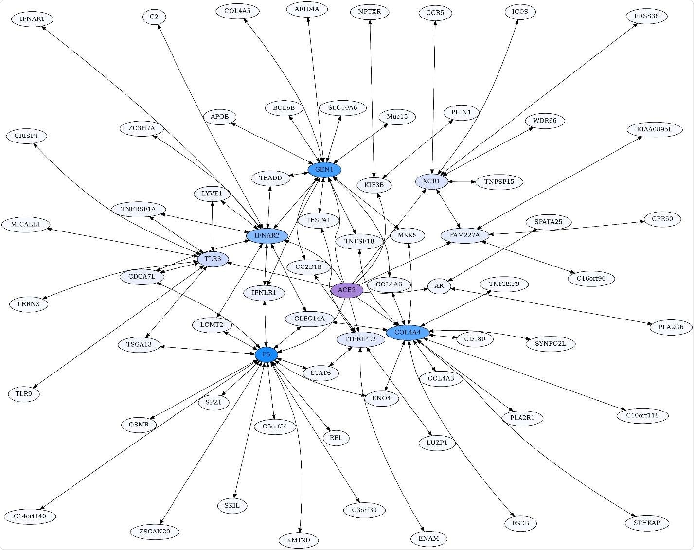 ACE2 Unidirectional Reciprocal Rank (URR) Network. ACE2’s top 10 unidirectional ERC proteins for a web of reciprocal rank (RR20) connections. The network is particularly enriched for cytokine signaling and immunity. Highly interconnected proteins include COL4A5, F5, GEN1, and IFNAR2. ACE2 is highlighted in purple, and blue shading intensity indicates the level of reciprocal connectivity for different proteins.