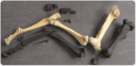 The rear right limb of an Equus quagga quagga skeleton along with the 3D printed models of individual mirrored bones ready for assembling. Ref: Nigel R. Larkin, Laura B. Porro; Three legs good, four legs better: Making a quagga whole again with 3D printing. Collection Forum 1 January 2016; 30 (1-2): 73–84.
