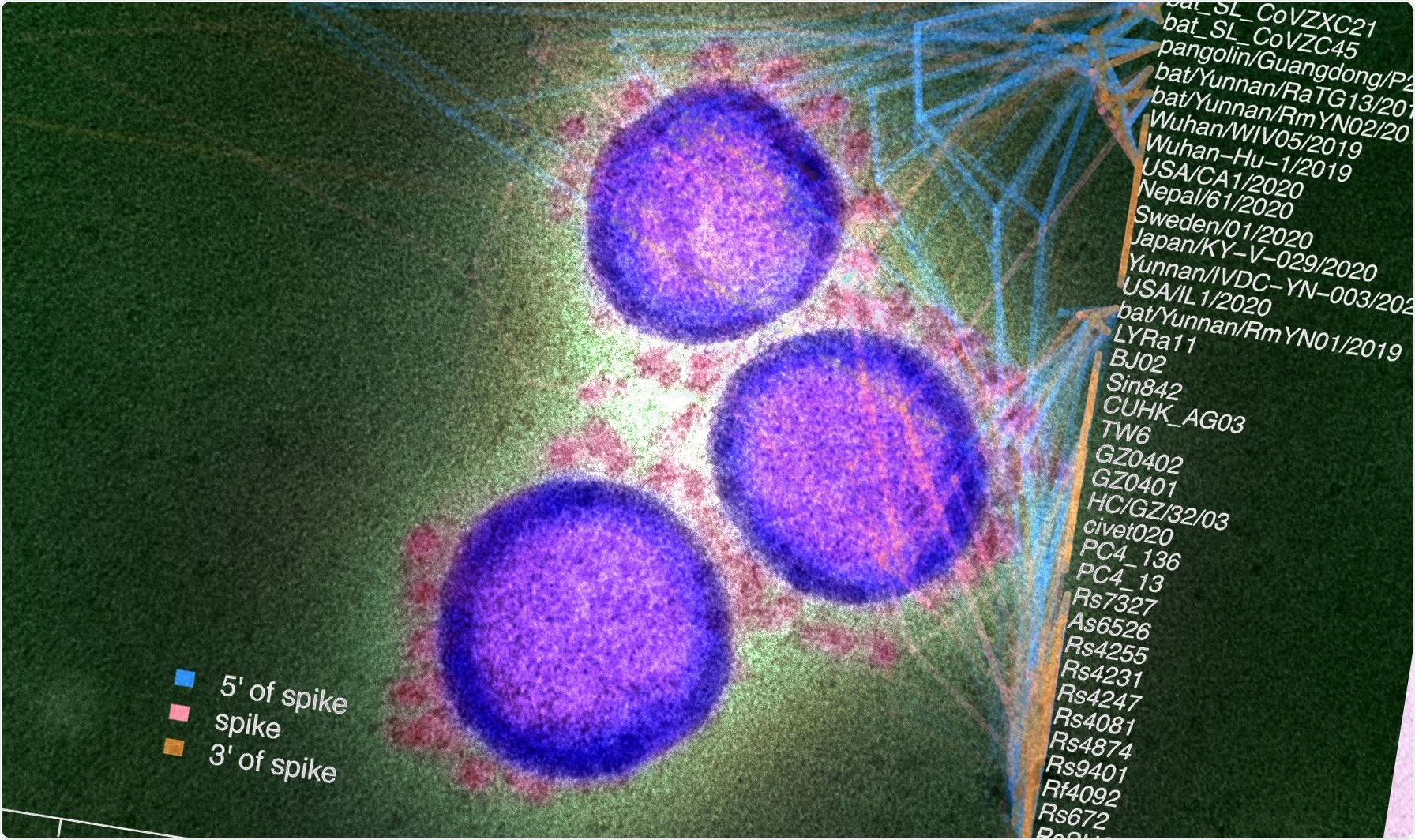 Study: Recombination patterns in coronaviruses. Image Credit: NIAID