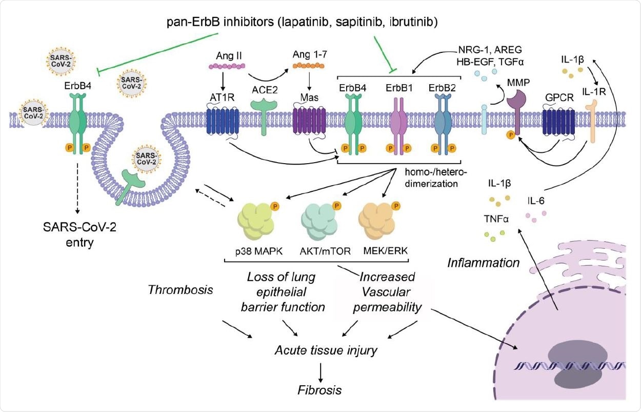 Proposed model for the roles of ErbBs in the regulation of SARS-CoV-2 infection and pathogenesis and the mechanism of action of pan-ErbB inhibitors. By inhibiting ErbB4, lapatinib suppresses SARS-CoV-2 entry. By inhibiting pan-ErbB activation by various ligands and unopposed Ang II effect, lapatinib inhibits activation of signaling pathways known to be activated and deleterious in severe pandemic coronaviral infections, thereby protecting from inflammation and tissue injury.