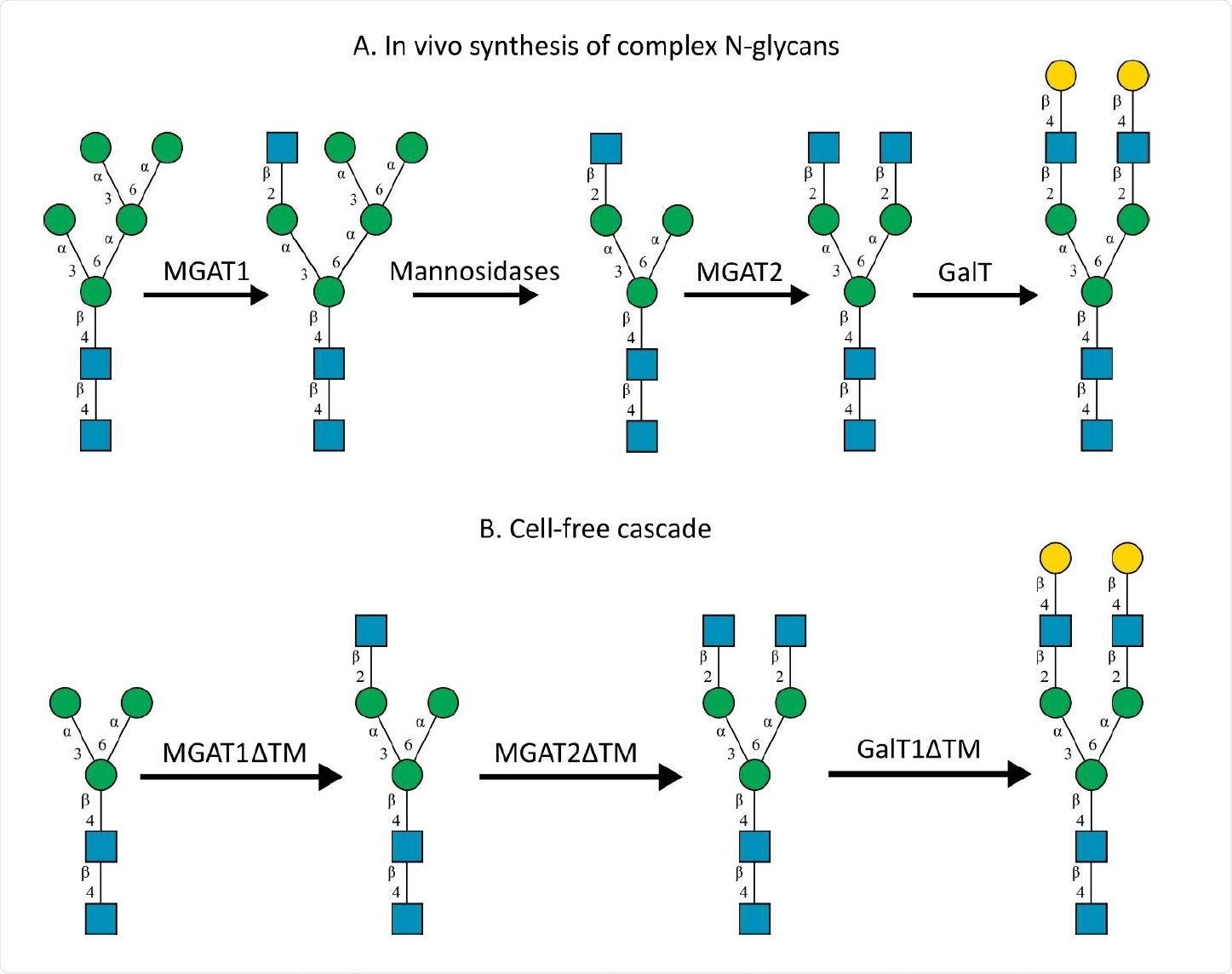 A) In-vivo the oligomannose-type N-glycan Man5 is converted into complex-type glycans by mannosidases and MGAT1, MGAT2 and GalT. Substrates for these reactions are UDP-GlcNAc and UDP-galactose, respectively. B) This process can be remodelled in-vitro to synthesize complex-type structures on insect cell-derived recombinant proteins with paucimannose-type N-glycans, like Man3.