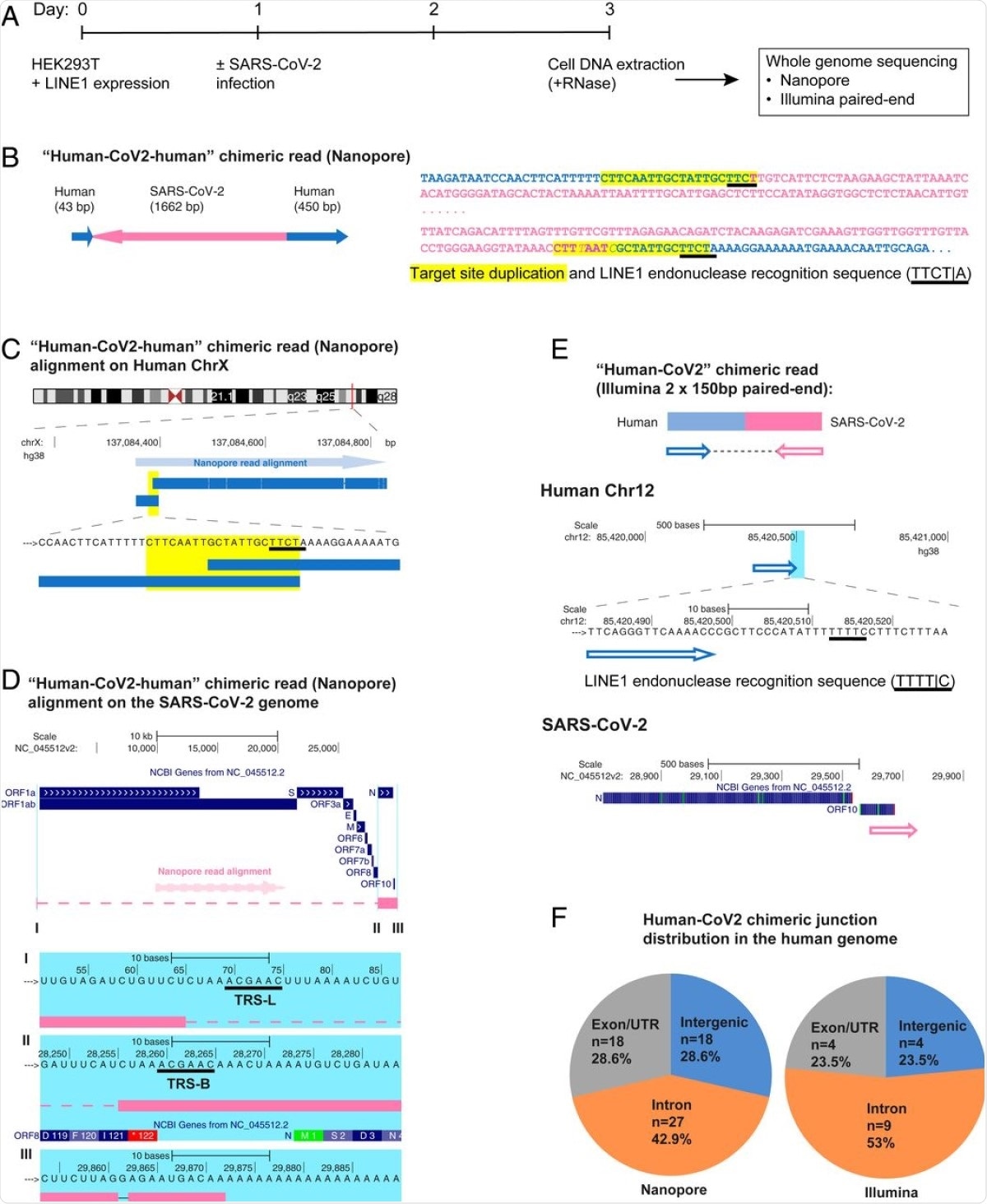 SARS-CoV-2 RNA can be reverse transcribed and integrated into the host cell genome. (A) Experimental workflow. (B) Chimeric sequence from a Nanopore sequencing read showing integration of a full-length SARS-CoV-2 NC subgenomic RNA sequence (magenta) and human genomic sequences (blue) flanking both sides of the integrated viral sequence. Features indicative of LINE1-mediated “target-primed reverse transcription” include the target site duplication (yellow highlight) and the LINE1 endonuclease recognition sequence (underlined). Sequences that could be mapped to both genomes are shown in purple with mismatches to the human genomic sequences in italics. The arrows indicate sequence orientation with regard to the human and SARS-CoV-2 genomes as shown in C and D. (C) Alignment of the Nanopore read in B with the human genome (chromosome X) showing the integration site. The human sequences at the junction region show the target site, which was duplicated when the SARS-CoV-2 cDNA was integrated (yellow highlight) and the LINE1 endonuclease recognition sequence (underlined). (D) Alignment of the Nanopore read in B with the SARS-CoV-2 genome showing the integrated viral DNA is a copy of the full-length NC subgenomic RNA. The light blue highlighted regions are enlarged to show TRS-L (I) and TRS-B (II) sequences (underlined, these are the sequences where the viral polymerase jumps to generate the subgenomic RNA) and the end of the viral sequence at the poly(A) tail (III). These viral sequence features (I–III) show that a DNA copy of the full-length NC subgenomic RNA was retro-integrated. (E) A human–viral chimeric read pair from Illumina paired-end whole-genome sequencing. The read pair is shown with alignment to the human (blue) and SARS-CoV-2 (magenta) genomes. The arrows indicate the read orientations relative to the human and SARS-CoV-2 genomes. The highlighted (light blue) region of the human read mapping is enlarged to show the LINE1 recognition sequence (underlined). (F) Distributions of human–CoV2 chimeric junctions from Nanopore (Left) and Illumina (Right) sequencing with regard to features of the human genome.
