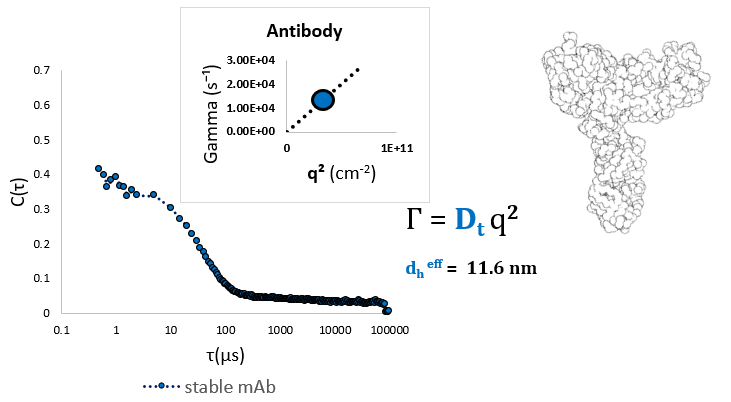 Dilute monoclonal antibody measured at a ninety-degree scattering angle shows a single effective diameter of around 11.6 nm.