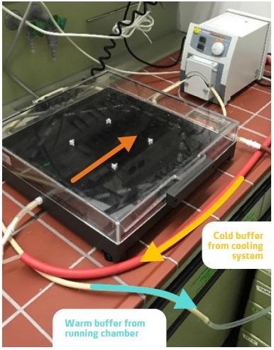 Experimental setup of the PFGE apparatus, showing in which direction the buffer flows (red arrow) inside of the chamber and which tubes transport the buffer to (blue arrow) and from the cooling system (yellow arrow).