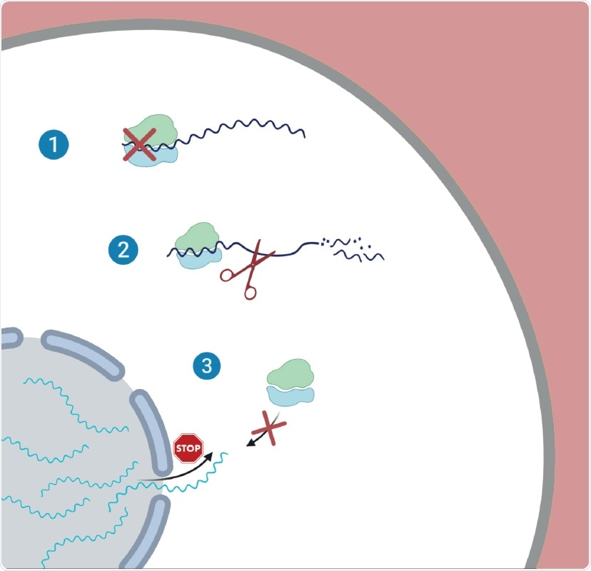 Illustration of the proposed three-way strategy employed by SARS-CoV-2 during infection. 1 – Global reduction in translation; 2 – Degradation of cellular messenger RNA; 3 – Inhibition of nuclear export of messenger RNA