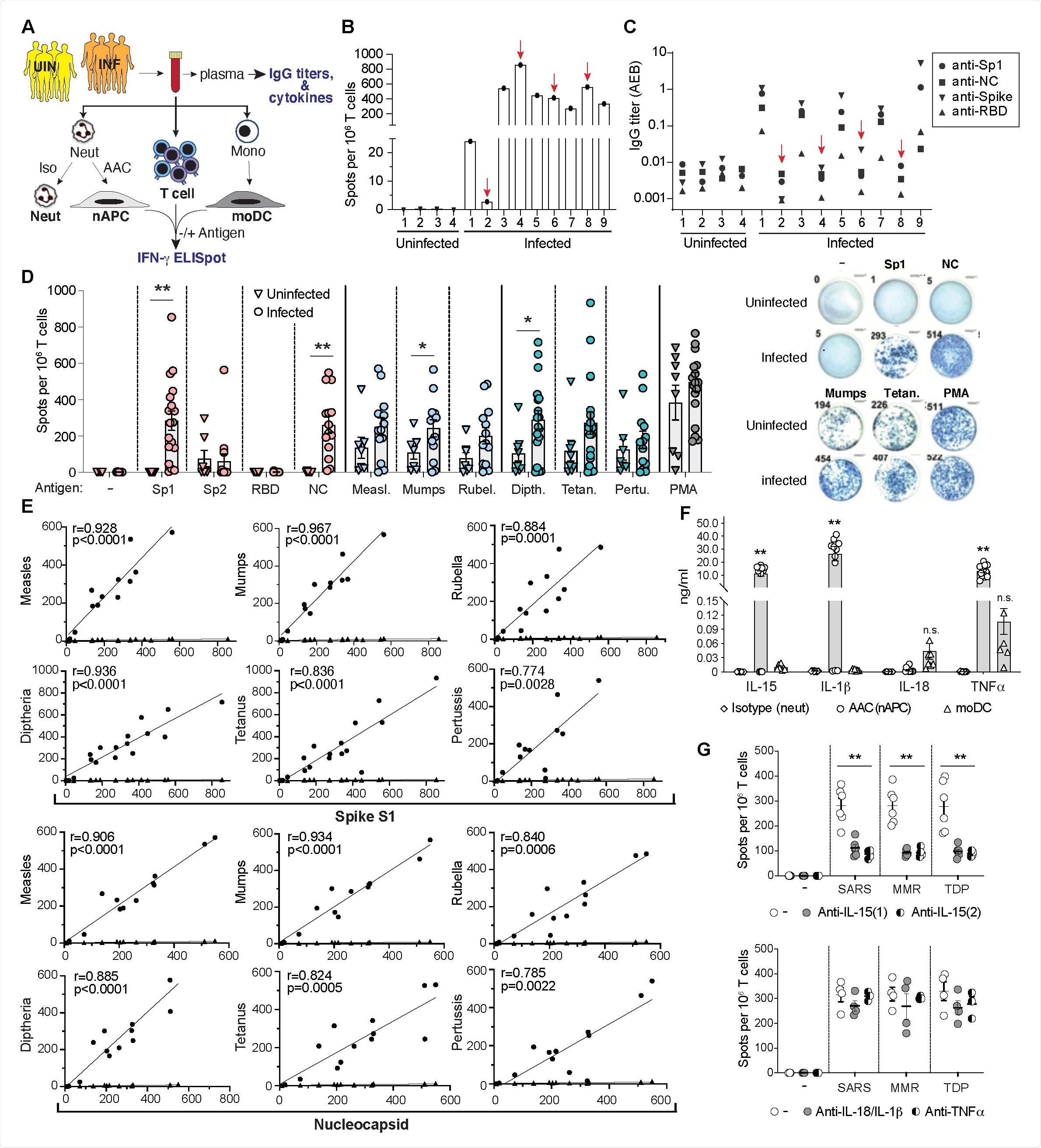 Respostas de célula T a SARS-CoV-2, antígenos do MMR e do Tdap em SARS-CoV-2 contaminados e doadores uninfected