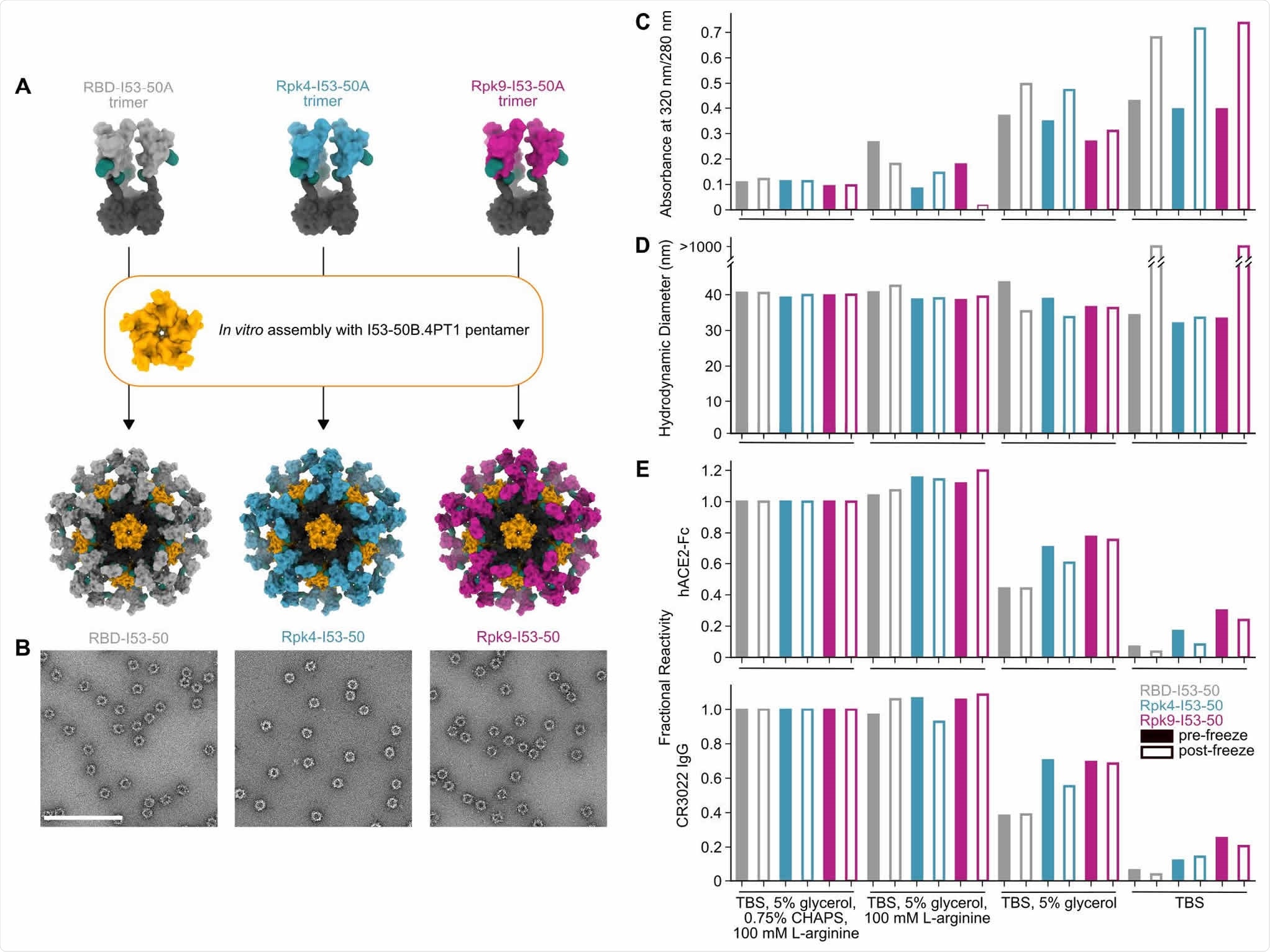 Stabilized RBDs presented on assembled I53-50 nanoparticles enhance solution stability compared to the wild-type RBD. (A) Schematic of assembly of I53-50 nanoparticle immunogens displaying RBD antigens. (B) nsEM of RBD-I53-50, Rpk4-I53-50, and Rpk9-I53-50 (scale bar, 200 nm). (C-E) show summarized quality control results for RBD-I53-50, Rpk4-I53-50, and Rpk9-I53-50 before and after a single freeze/thaw cycle in four different buffers. Complete data available in Supplementary Information 3. (C) The ratio of absorbance at 320 to 280 nm in UV-Vis spectra, an indicator of the presence of soluble aggregates. (D) DLS measurements, which monitor both proper nanoparticle assembly and formation of aggregates. (E) Fractional reactivity of I53-50 nanoparticle immunogens against immobilized hACE2-Fc receptor (top) and CR3022 (bottom). The pre-freeze and post-freeze data were separately normalized to the respective CHAPS-containing samples for each nanoparticle.