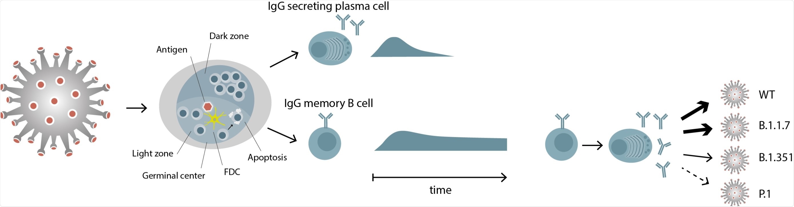Differential persistence of IgG plasma cells and memory B cells specific for SARSCoV- 2 SARS-CoV-2 antigen is transported to the lymph nodes, where it induces a germinal center reaction with the activation and differentiation of specific B cells. Two types of immune cells exit the germinal center, IgG secreting plasma cells and IgG memory B cells. IgG memory B cells persist, even when the corresponding plasma cells have disappeared. These memory B cells can differentiate to IgG secreting plasma cells and the IgGs they produce show a differential recognition of RBDs of viral variants.