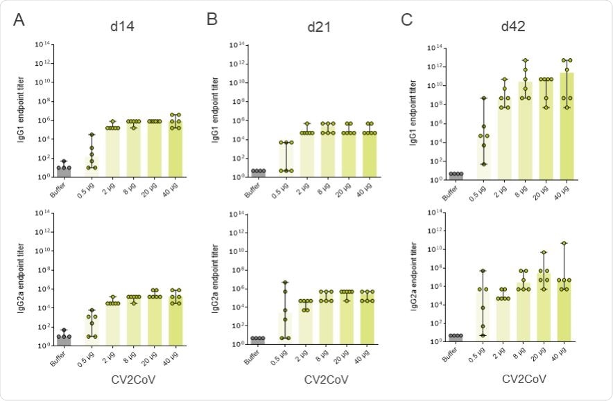 CV2CoV triggers high levels of binding antibody responses in rats. Female and male Wistar rats (n=6/group) were vaccinated IM on day 0 and d21 with five different doses ranging from 0.5 µg – 40 µg of CV2CoV. Wistar rats (n=4) vaccinated with 0.9% NaCl (Buffer) on day 0 and day 21 served as negative control. SRBD protein specific binding antibodies, displayed as endpoint titres for IgG1 and IgG2a in serum upon one vaccination ((A) day 14 and (B) day 21) or two vaccinations ((C) day 42). Each dot represents an individual animal, bars depict the median.