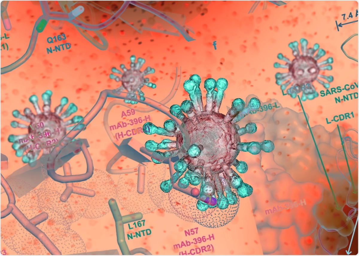 Estudo: Um anticorpo SARS-CoV-2 limita nucleocapsid viral o hyperactivation proteína-induzido do complemento
