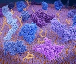 Programmed Cell Death Protein 1 (PD1)
