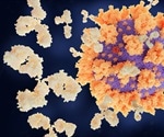 SARS-CoV-2 antibodies are detectable up to a year after infection, finds study