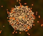 SARS-CoV-2 variants partially escape humoral immunity, but not T cells responses, study finds