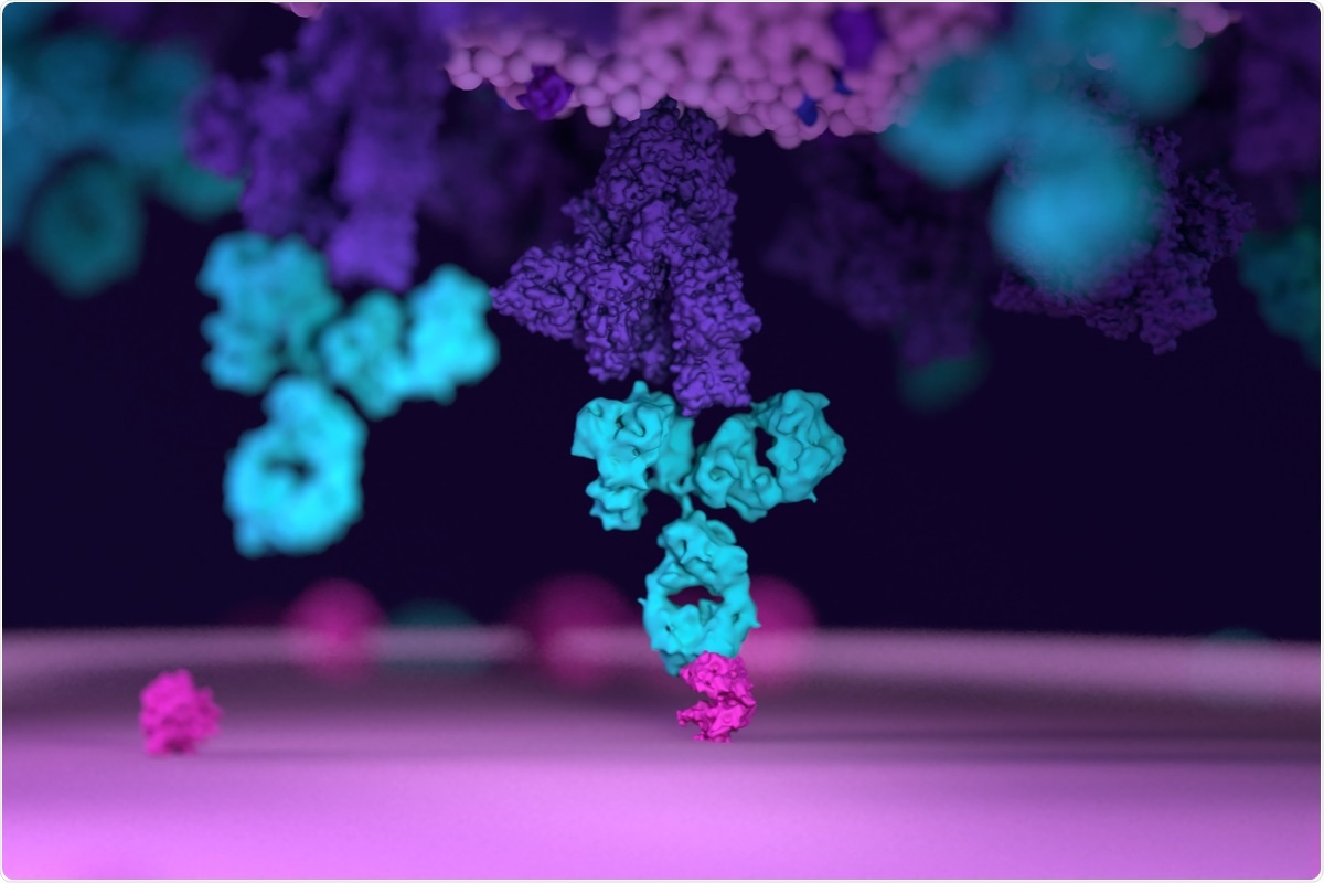 Estudo: Alargando um anticorpo SARS-CoV-1 de neutralização para a neutralização SARS-CoV-2 poderoso com a evolução dirigida. Crédito de imagem: Design_Cells/Shutterstock