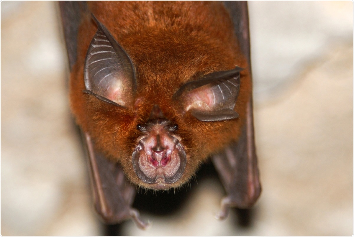 SARS-like coronaviruses in horseshoe bats (Rhinolophus spp.) in Russia, 2020. Image Credit: Hugh Lansdown / Shutterstock