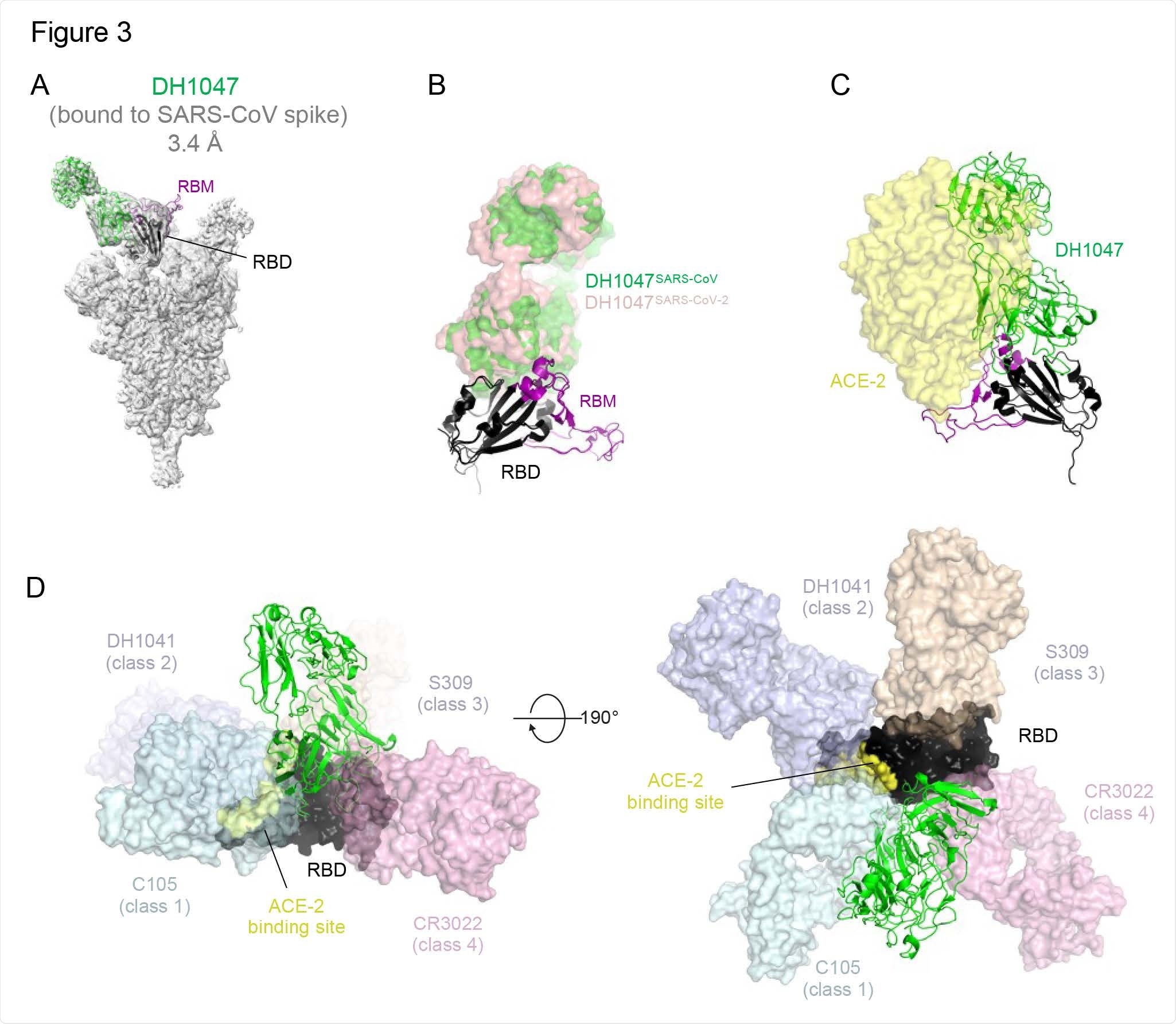Cryo-EM structure of DH1047 bound to SARS-CoV spike. (A) Cryo-EM reconstruction of DH1047 Fab bound to SARS-CoV spike shown in grey, with the underlying fitted model shown in cartoon representation. DH1047 is colored green, the RBD it is bound to is colored black with the Receptor Binding Motif within the RBD colored purple. (B) Overlay of DH1047 bound to SARS-CoV-1 and SARS-CoV-2 (PDB ID: 7LDI) S proteins. Overlay was performed with the respective RBDs. DH1047 bound to SARS-CoV and SARS708 CoV-2 spike is shown in green and and salmon, respectively. (C) ACE2 (yellow surface representation, PDB 6VW1) binding to RBD is sterically hindered by DH1047. The views in panels B and C are related by a ~180º rotation about the vertical axis. (D) DH1047 binding relative to binding of other known antibody classes that bind the RBD. RBD is shown in black with the ACE2 footprint on the RBD colored yellow. DH1047 is shown in cartoon representation and colored green. The other antibodies and shown as transparent surfaces: C105 (pale cyan, Class 1, PDB ID: 6XCN and 6XCA), DH1041 (light blue, Class 2, PDB ID: 7LAA), S309 (wheat, Class 3, PDB ID:6WS6 and 6WPT) and CR3022 (pink, Class 4 , PDB ID: 6YLA)