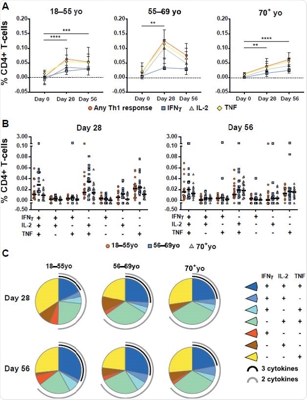 Age-specific CD4+ T-cell responses to AZD1222 vaccination. (A) Median frequencies with interquartile ranges of CD4+ T cells from participants within each age cohort producing IFNγ, IL-2, TNF, or any combination of these cytokines at the indicated timepoints following stimulation with SARS-CoV-2 spike peptide pools. Significant differences between timepoints within each vaccine group were determined by Kruskal-Wallis tests with Dunn’s test to correct for multiple comparisons. **p<0.01, ***p<0.001, ****p<0.0001. (B) Frequencies of antigen-stimulated CD4+ T cells producing each combination of IFNγ, IL-2, TNF cytokines at Day 28 (left) or Day 56 (right) post vaccination. Individual participant responses are shown with median represented by the horizontal line. (C) Pie graphs indicating the total proportion of spike-specific Th1 cytokine production averaged for all participants within the indicated age groups at Day 28 and Day 56 post vaccination. Proportion of multicytokine responses are represented by the black (three cytokines) and gray (two cytokines) arcs.