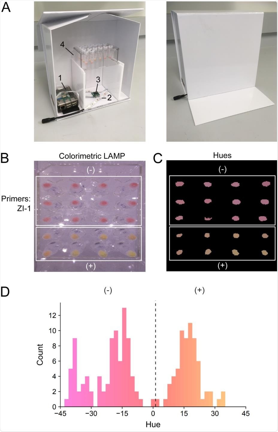 Colorimetric quantification of LAMP reactions. (A) Illuminated lightbox with automated image acquisition using Raspberry Pi. 1) Raspberry Pi unit; 2) white LED strip; 3) camera unit; 4) test tube rack. (B) LAMP reactions using WHotLAMP with ZI-1 primers on saliva samples from different negative nasal231 swab qPCR SARS-CoV-2 individuals (top white box) and SARS-CoV-2 positive (nasal swab) samples (bottom white box). (C) Processed image showing conversion of colorimetric LAMP results to hues. (D) Hue distribution of WHotLAMP saliva results from negative (-) and positive (+) nasal-swab SARS-CoV-2 qPCR donor samples.