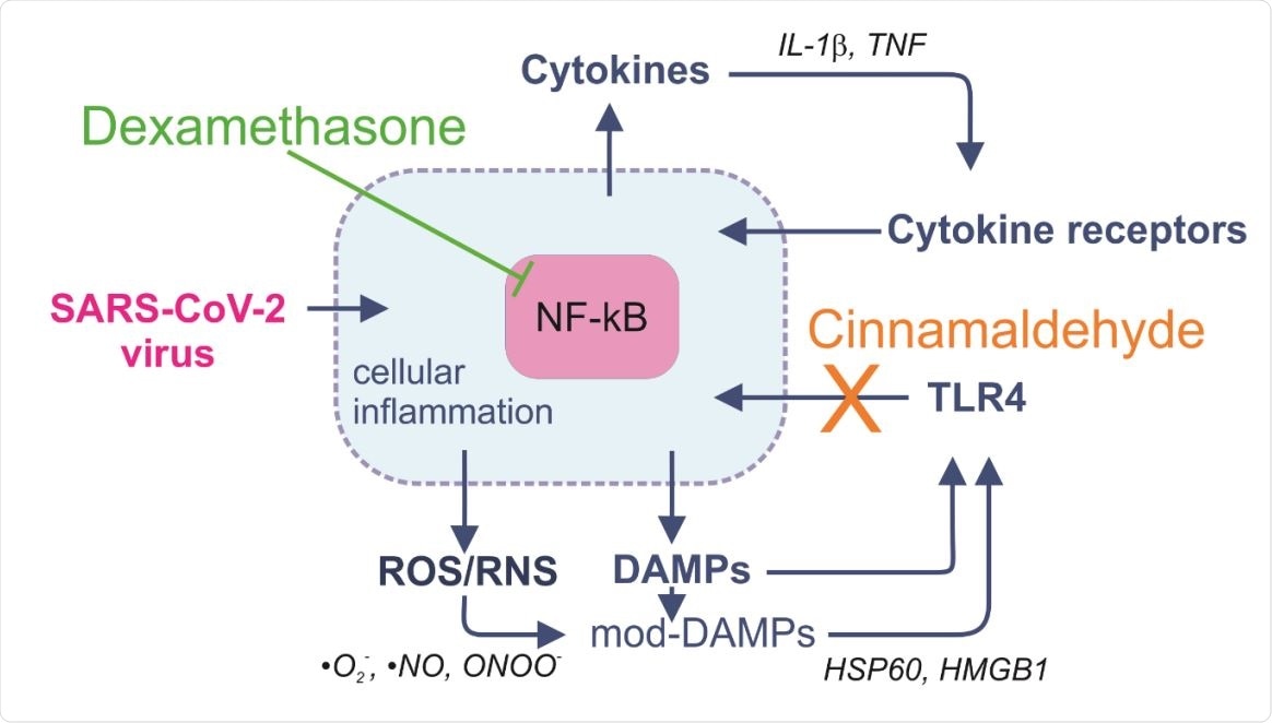 Positive feedback loops amplifying the magnitude of inflammatory signaling. Pro-inflammatory cytokines cause activation of NF-κB, which amplifies their production, resulting in a positive cytokine feedback loop. In addition, DAMPs can be released and activate NF-κB via TLR4 and other pattern recognition receptors, generating a further feedback loop. Moreover, interactions with ROS/RNS can form chemically modified DAMPs (mod-DAMPs) with enhanced TLR4-stimulating potential, additionally fueling inflammation. Dexamethasone inhibits activation of NF-κB, whereas cinnamaldehyde, the major active compound of ethanolic Ceylon cinnamon extract, inhibits activation of TLR4, thus disrupting the feedback loops.