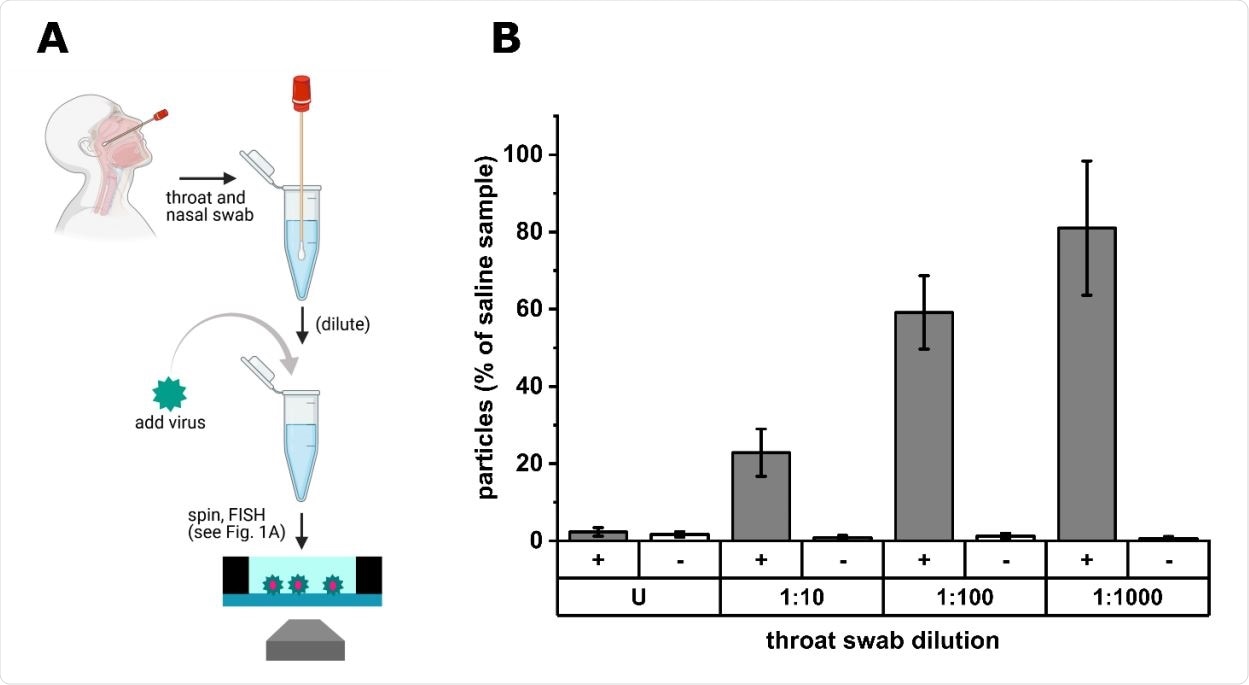 Efficiency of virus detection in a throat swab. A) Combined nasal and throat swabs were taken according to WHO instructions [40]. Subsequently, the throat swabs were diluted in saline and spiked with the same concentration of IBV (104 PFU/mL) in each sample. After a centrifugation step, virus particles were immobilized and FISH stained as described. B) Efficiency of virus detection in throat swabs compared to virus diluted with saline, dependent on the dilution factor. [+]: IBV probes, [-]: SARS-Cov-2 probes, U: undiluted, error bars: SD of three independent experiments.