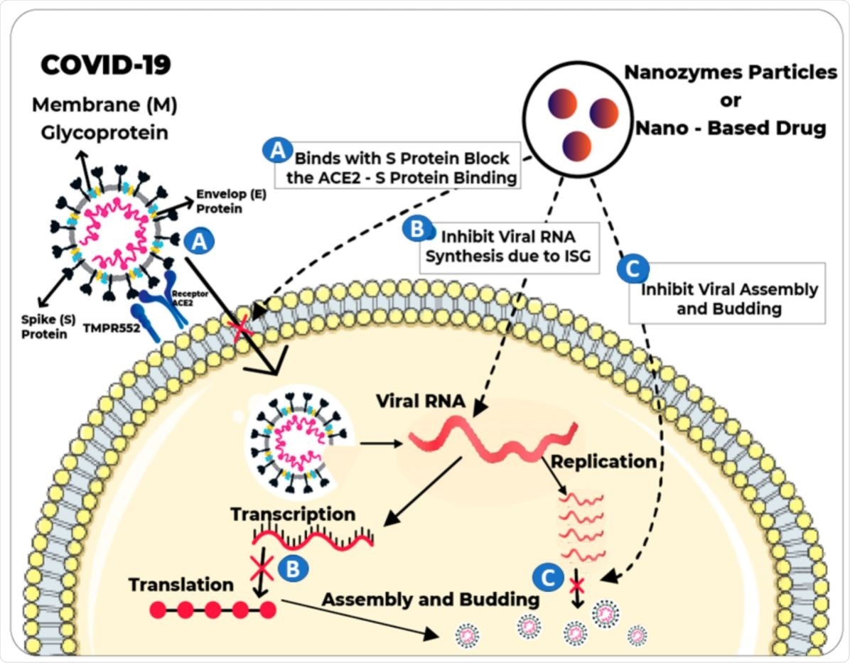 Possible mechanism of virus inactivation: (A) by blocking the viral entry, (B) by inhibiting viral RNA synthesis, (C) by blocking viral assembly and proliferation.